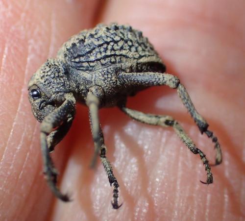 Brachycerus muricatus